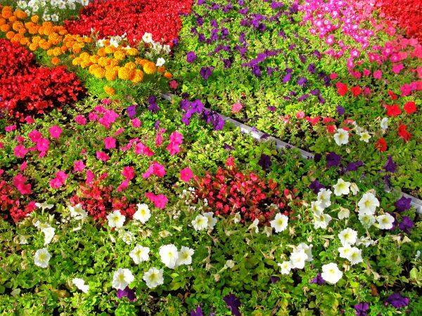 Kwiaty jednoroczne - jakie są najlepsze na rabaty i jak o nie dbać